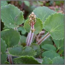Image result for Galiniera saxifraga