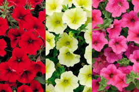 Planting a flowering vine for summer can be a great way to attract pollinators, boost curb appeal with a cascade of flowers or cast some shade over an for most climates (excluding hot desert areas), spring through early summer is the perfect time to plant. Get Your Garden Ready For Summer With These Cheap Flower Deals Mirror Online