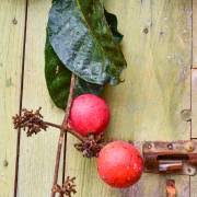 Image result for Landolphia incerta