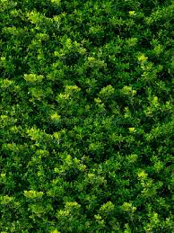On the other hand, queen elizabeth ii's latest portrait is displayed on the obverses of these coins. Seamless Texture Of Green Leaves Stock Image Image Of Leaf Ecological 31135129