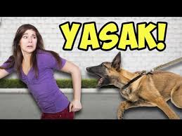 Bakilmasi Yasak Olan 12 Tehlikeli Kopek Irki Youtube