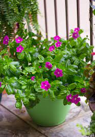 11 stunning flowers that thrive in shade. My Top 8 Favorite Plants To Grow In South Texas Design Improvised