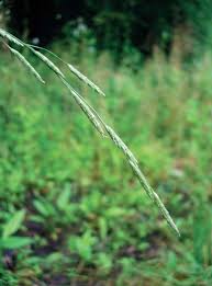 Image result for Cyperus trigonellus