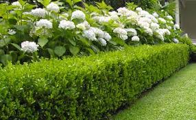 Hydrangeas And Buxus Hedge Front Yard Hedges Hydrangea Landscaping Hedges Landscaping