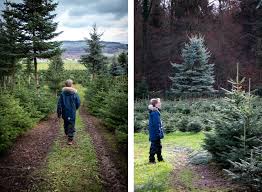 They use to be the number #1 selling christmas tree by a landslide. Finding Christmas Trees In Zurich Swiss Family Fun