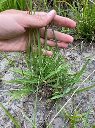 Image result for Eustachys