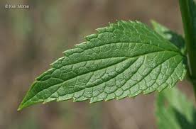 Image result for Lamiaceae