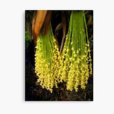Maybe you would like to learn more about one of these? Palm Tree Seeds Wall Art Redbubble