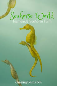 Pin On Chasing Ronin Travel Blog