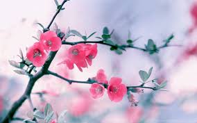 We did not find results for: Light Pink Flowers Wallpaper Images Desktop Background
