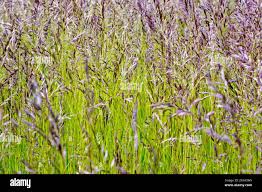 Image result for Isachne kiyalaensis