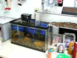 Water Bridge Pets 3 Design Inspiration Aquarium