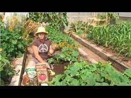 You should start your zucchini seedlings indoors about 2 weeks before your last frost date. Vegetable Gardening How To Plant Zucchini In A Garden Youtube