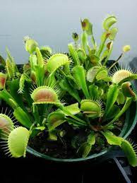 Feed A Venus Flytrap Snap Flytrapcare Com Venus Fly Trap Carnivorous Plants Fly Traps