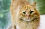 All About Ginger Cats | Cat-World