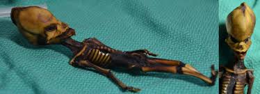 Surreal Six Inch Mummy With An Elongated Skull Finally Described By Scientists Their analysis revealed that the skeletons were all males who had died between ages 12 and 16. surreal six inch mummy with an