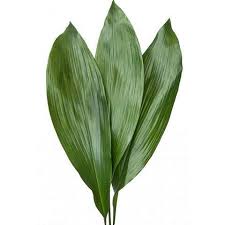 Image result for Aspidistra