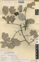 Image result for Elaeodendron buchananii