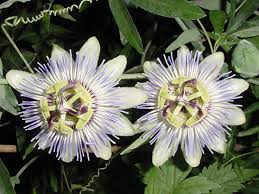 Image result for Passiflora caerulea