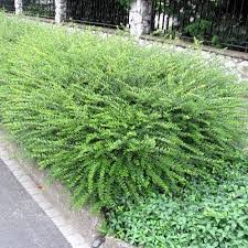 Image result for Lonicera