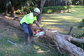If any of these signs are present, be. Tree Removal Northern Beaches Tree Lopping Arborist Shanes Trees