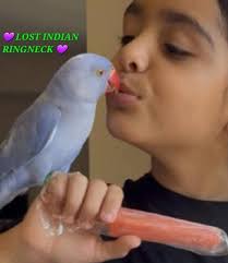 Lost parrot in North San Pablo Ave, Belmont area