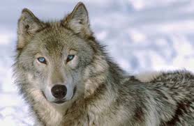 Black And Grey Wolf With Blue Eyes Grey Wolf Eye Color Change By Youngcubsimba On Deviantart Wolf With Blue Eyes Wolf Eyes Wolf Eye Color