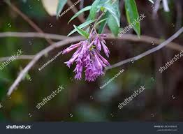 Image result for Cestrum × cultum