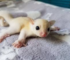 Caracal kittens for sale in pa(1). Janda Exotics Animal Ranch In Texas Offers Up Close Encounters And Tours