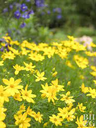 Pin On Garden Tx Perrenials Easy Grown