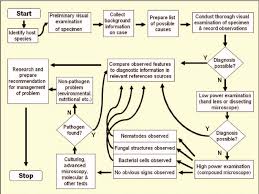 Flowchart Describing The Logical Approach To The Diagnosis