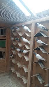 Budapester weissschwingiger hochflieger, budapesti magasröptü. Erlauer Flugtaubenverein Niedersachsen Jimdo Page