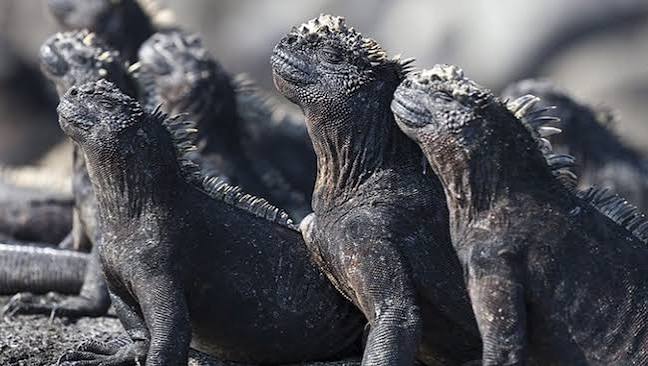 Planet Earth II: Was it really shot in 4K?