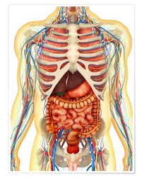 Papieren wandplaat, 70 x 100 cm geleverd. Menschlicher Korper Mit Inneren Organen Nerven Lymph Und Kreislauf System Poster Online Bestellen Posterlounge Ch