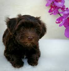 Below you will find a list of havanese breeders located in texas. Chocolate Havanese Puppy Austin Sanantonio Area Austinhavanese Havaneseintexashillcount Havanese Puppies For Sale Chocolate Havanese Puppy Havanese Puppies