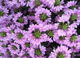 Image result for Scaevola