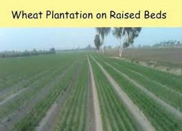 Golden, wheat field, sunny, day, crop, agriculture, cereal plant, plant, rural scene, field. Method Of Cultivation For Wheat Anyone Brainly In