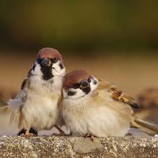 Sevda Kusun Kanadinda Urkutursen Tutamazsin Okse Ile Sapanla Vurursun Da Saramazsin Kus Bird Serce In 2020 Funny Birds Pretty Birds Animals