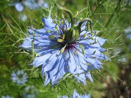 Nigella Damascena Opisanie Nigella Damascena 2007 Jpg Arbustos Flores Niebla