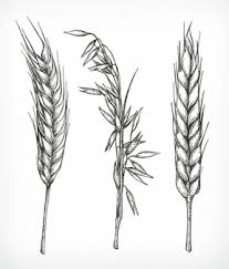 Free Vector Set Of Cereal Plants Oat Spikelets Barley Ears Wheat Or Rye With Grains Isolated Everyone can create great looking drawings! set of cereal plants oat spikelets