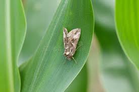 Image result for Autographa gamma