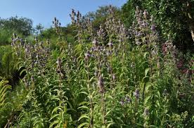 Image result for Cleistochlamys kirkii