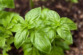 So here's how you go about preserving fresh basil… you will need 4 things: 5 Ways To Preserve Fresh Basil So You Enjoy It All Year Long