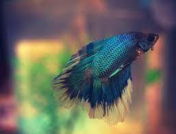 Jenis ikan ini adalah ikan yang herbivora yang tak memiliki gigi dengan panjang 1 sampai 1.5 m dan ekornya bercabang. Jenis Ikan Hias Air Tawar Terlengkap Yang Mudah Dipelihara