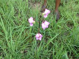 Image result for Eulophia cucullata