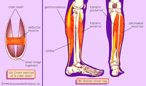 There are three types of muscles: Muscle Systems Types Tissue Facts Britannica