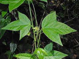 Image result for Passiflora suberosa