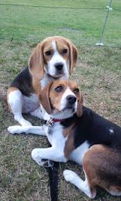 Image result for Harrier dog