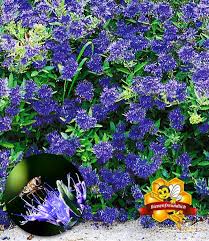 Schönheit für ihren garten vom spezialist direkt ins haus geliefert: Bartblume Blauer Spatz Bluhende Straucher Bei Baldur Garten Bluhende Straucher Pflanzen Straucher