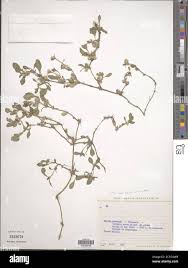 Image result for Alternanthera caracasana